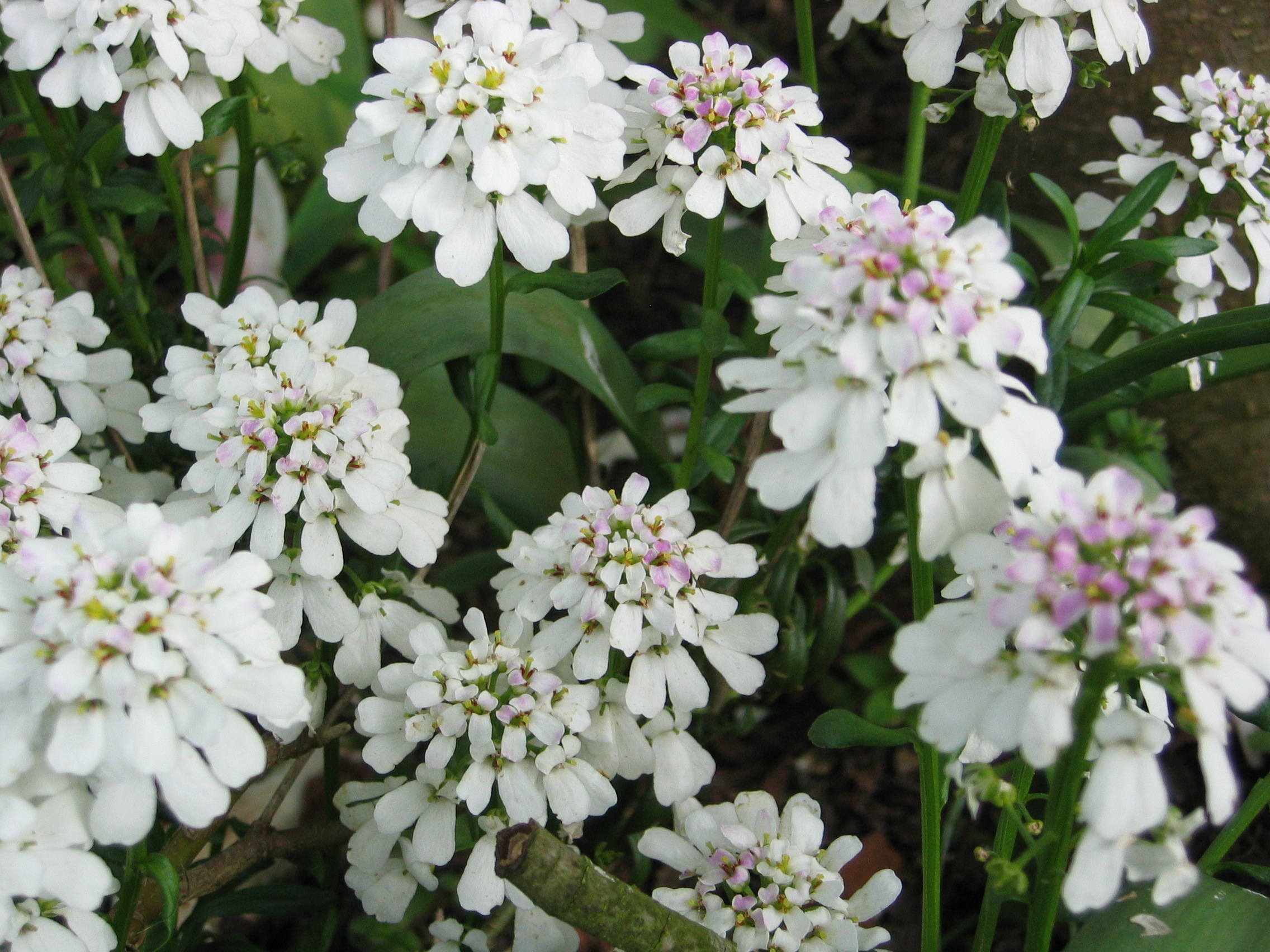 Iberis Sempervirens